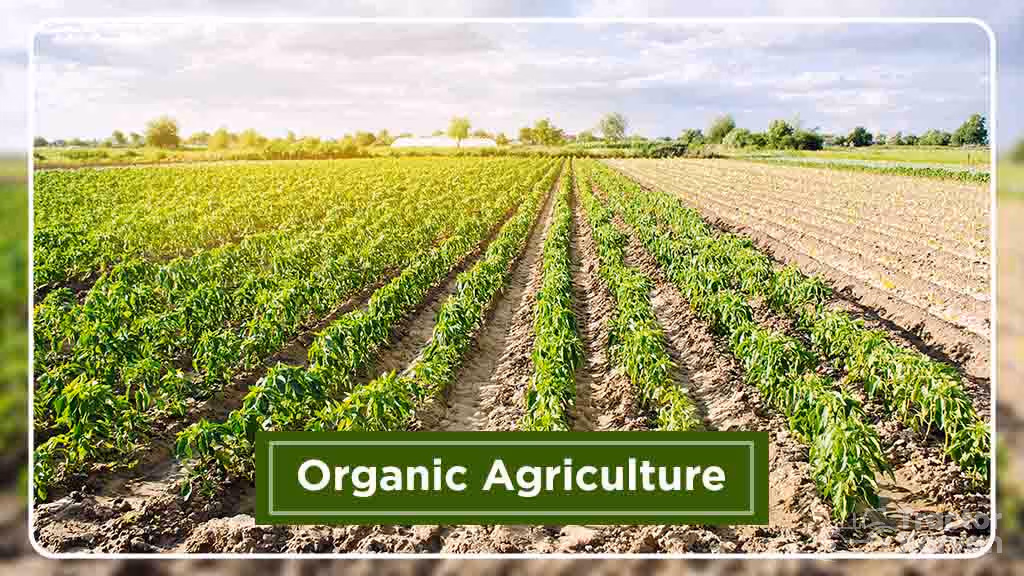 Organic vs Conventional Farming in India - Organic Agriculture