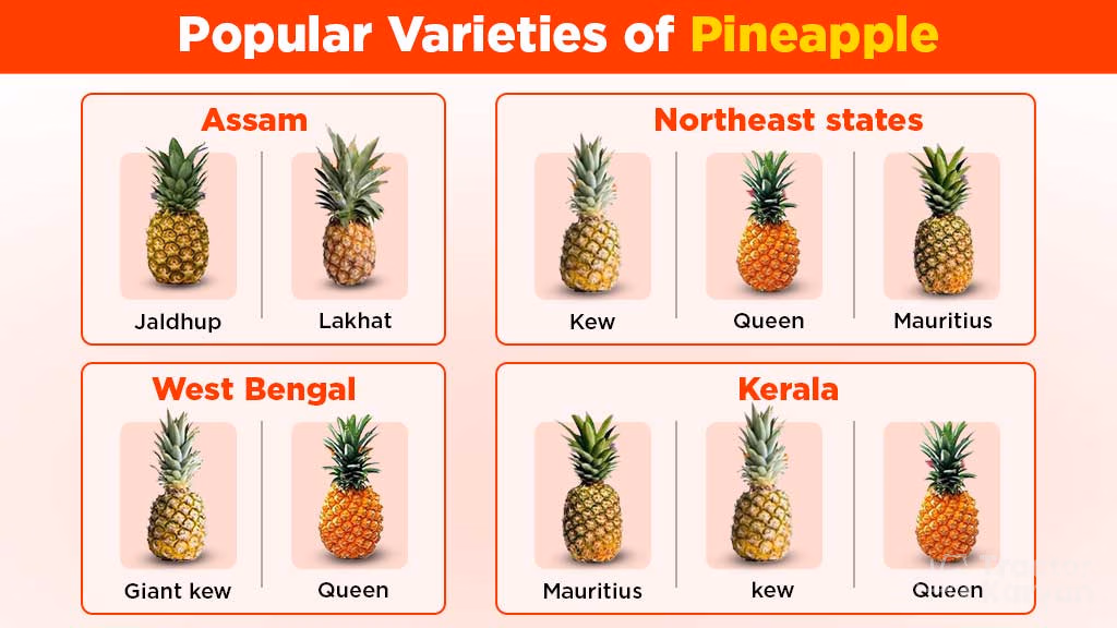 Varieties of Pineapple in India
