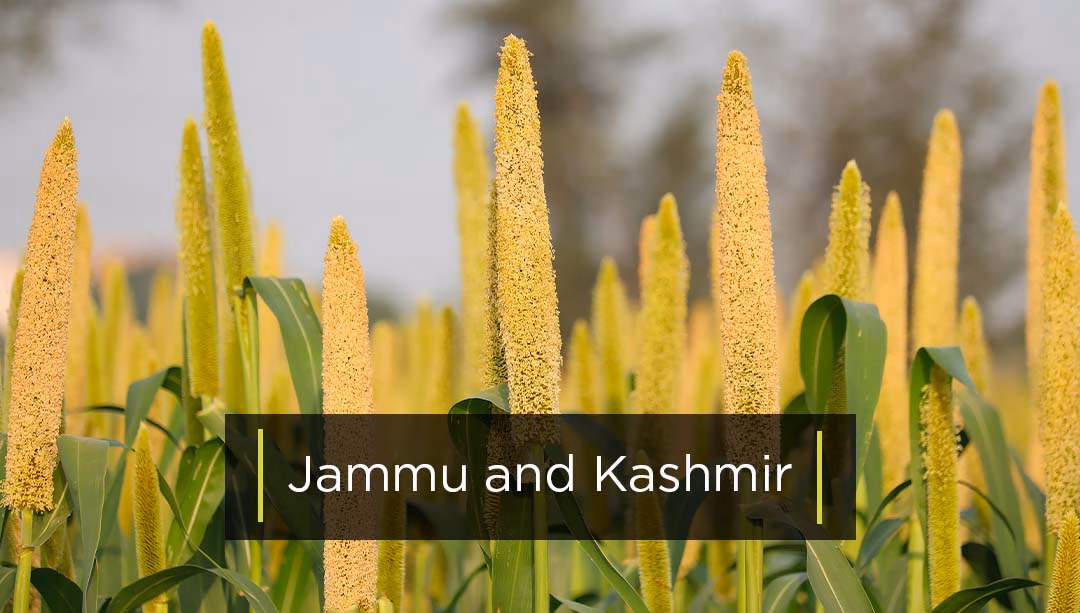 Top Bajra Producing States - Jammu and Kashmir