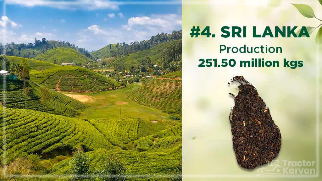 Top Tea Producing Countries - Sri Lanka