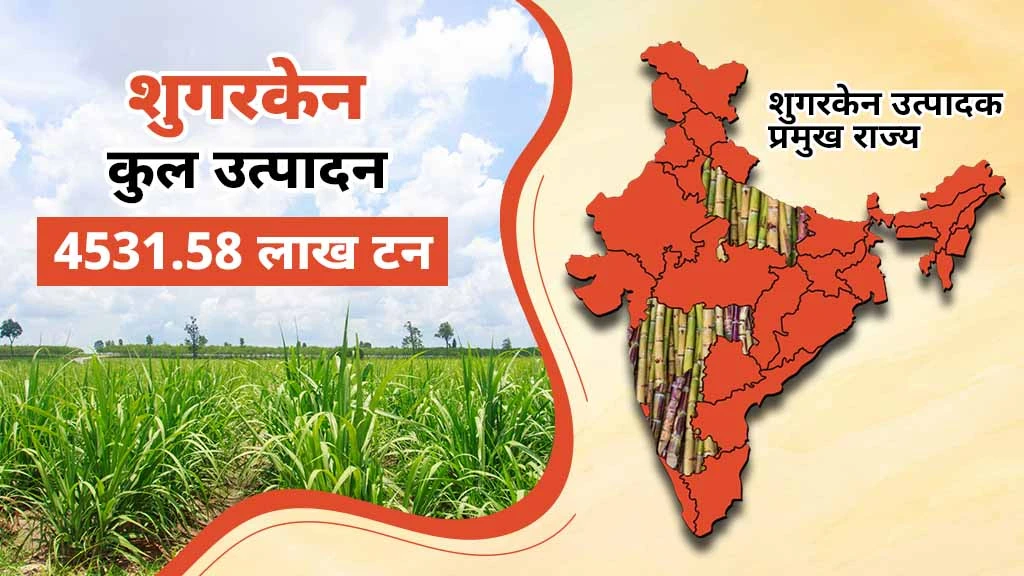 नकदी फसलें क्या हैं-गन्ना
