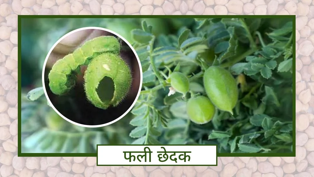 fali chedak keet