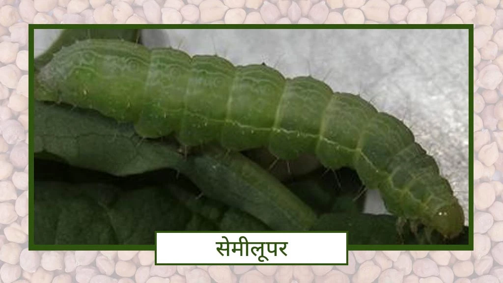 semelipur keet