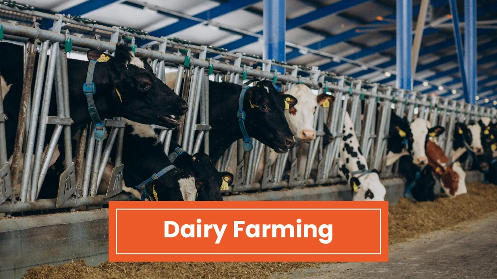 Top Agri Business - Dairy Farming