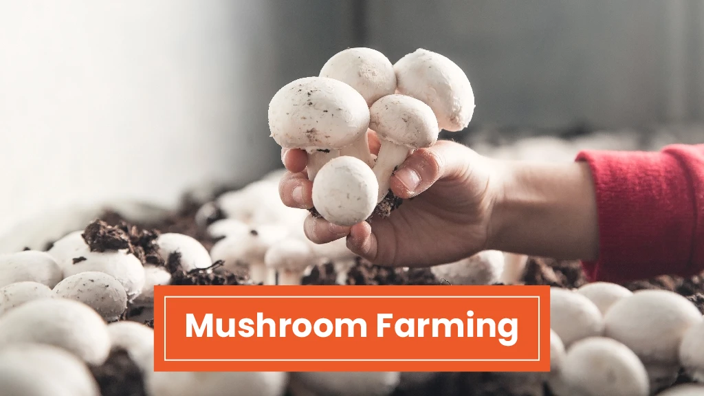 Top Agri Business - Mushroom Farming