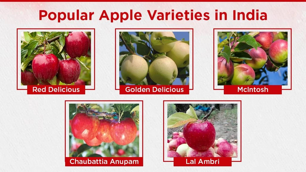 Popular Varieties of Apple