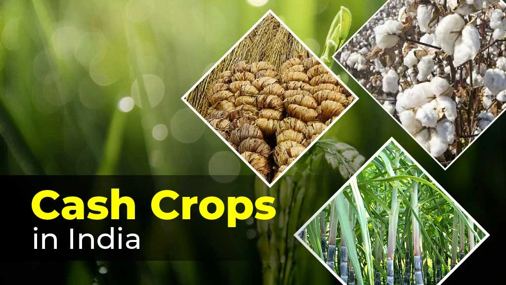 Cash Crops - Meaning, Types and Importance