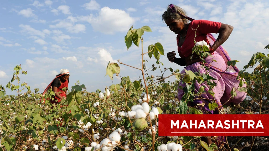 Top Cotton Producing States - Maharashtra
