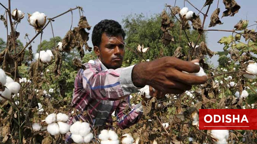 Top Cotton Producing States - Odisha