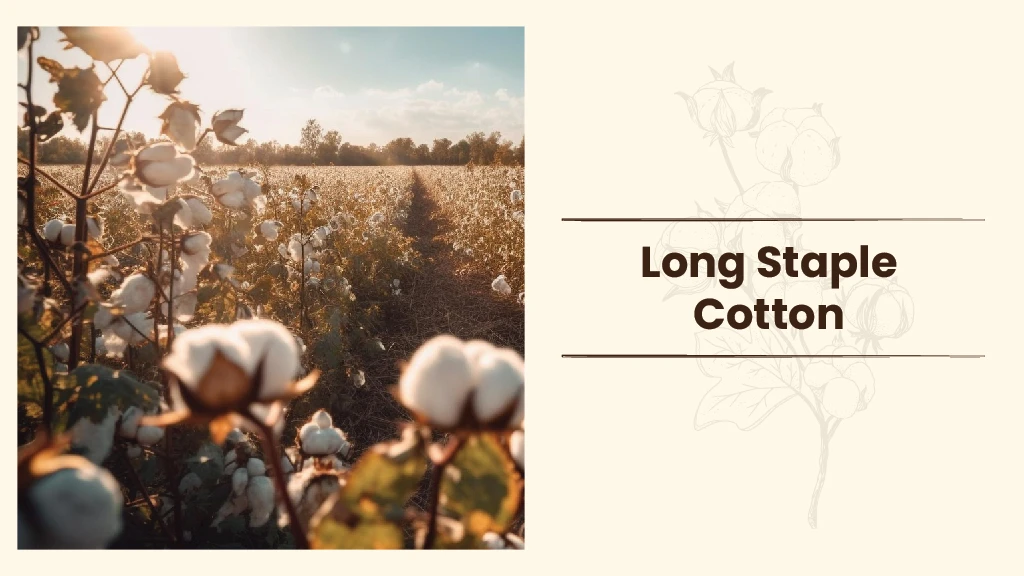 Cotton Types - Long Staple Cotton