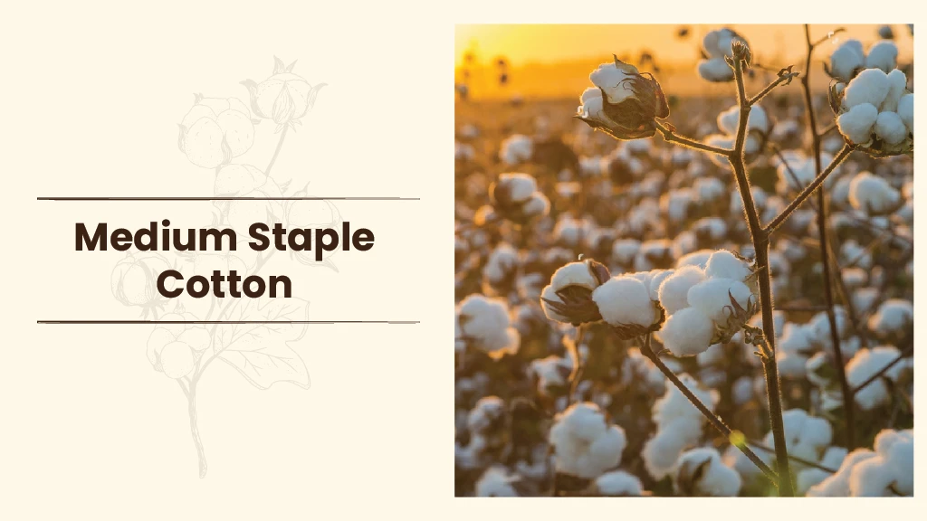Cotton Types - Long Staple Cotton