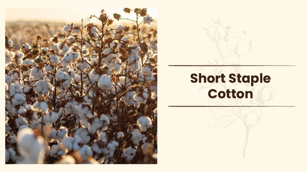 Cotton Types - Short Staple Cotton