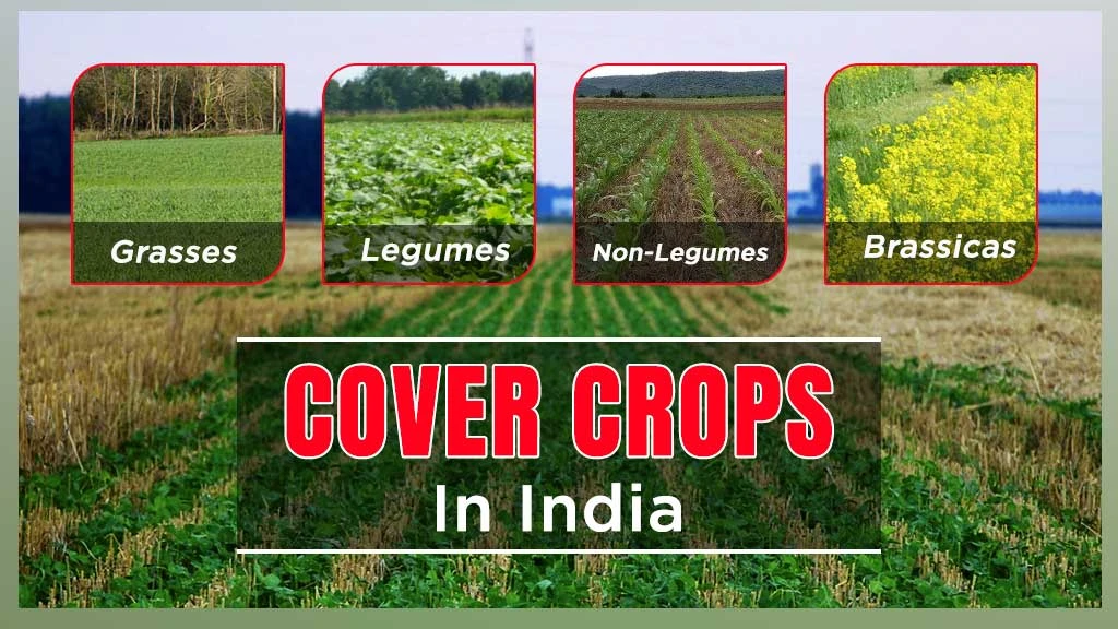 What are Cover Crops? Its Meaning, Types and Benefits
