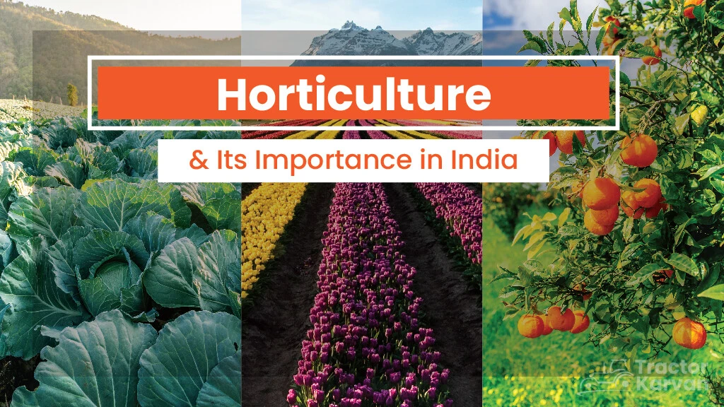 Understand the Meaning of Horticulture, Types and its Advantages