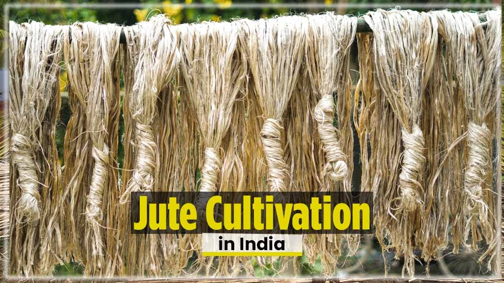 Jute Cultivation in India – A Comprehensive Guide
