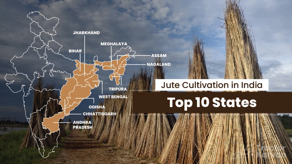 Jute Cultivation in India in 2023: Top 10 States
