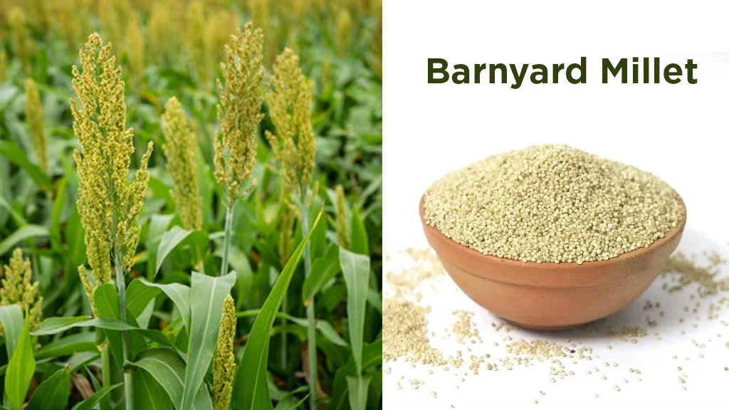 Barnyard Millet (Sanwa)
