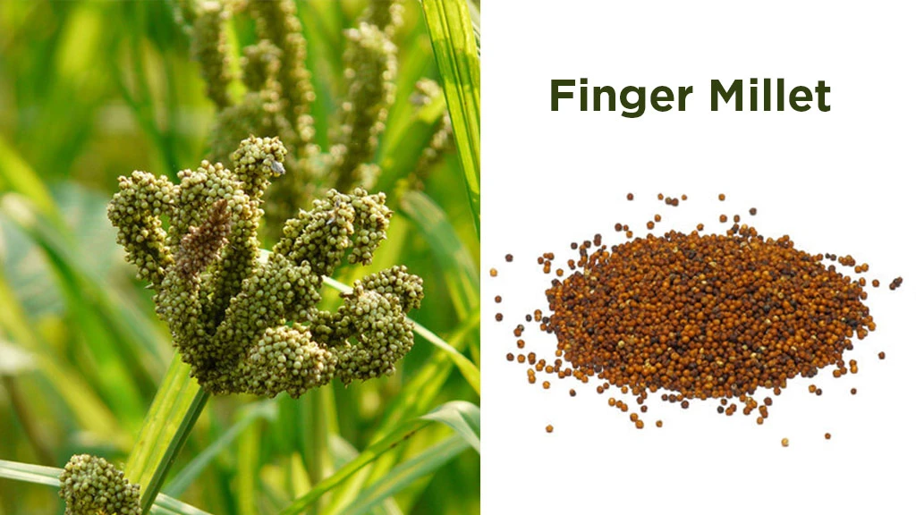 Finger Millet (Ragi)