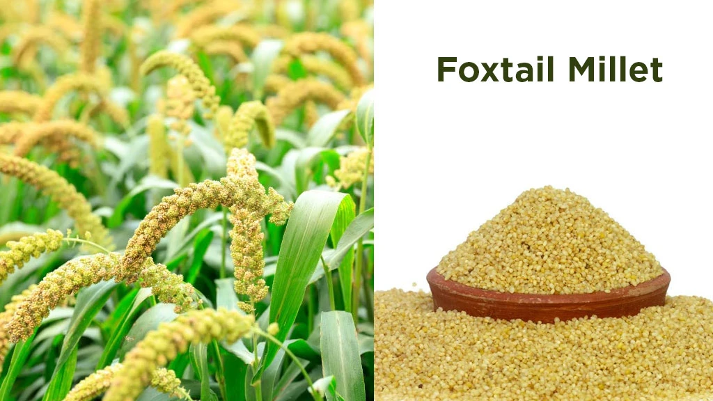 Foxtail Millet (Kangni)