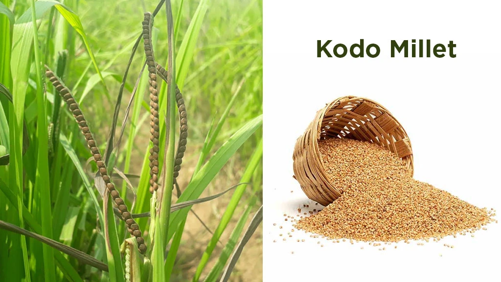 Types of Millets Grown in India Top 10 Grown Millets