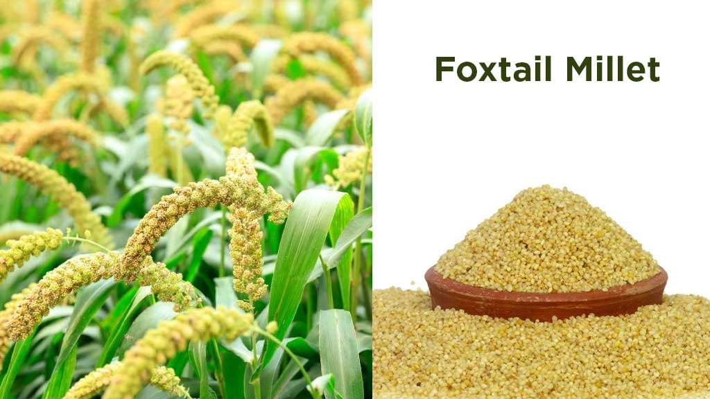 Foxtail Millet