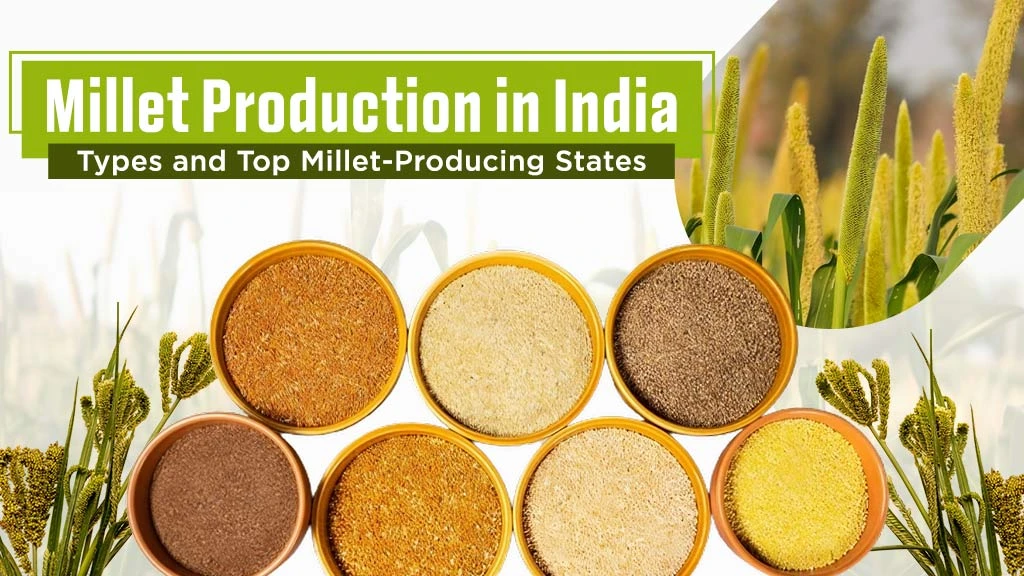 Millet Production in India – Types and Top Millet-Producing States