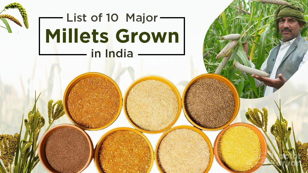 List of 10 Major Millets Grown in India and their Importance