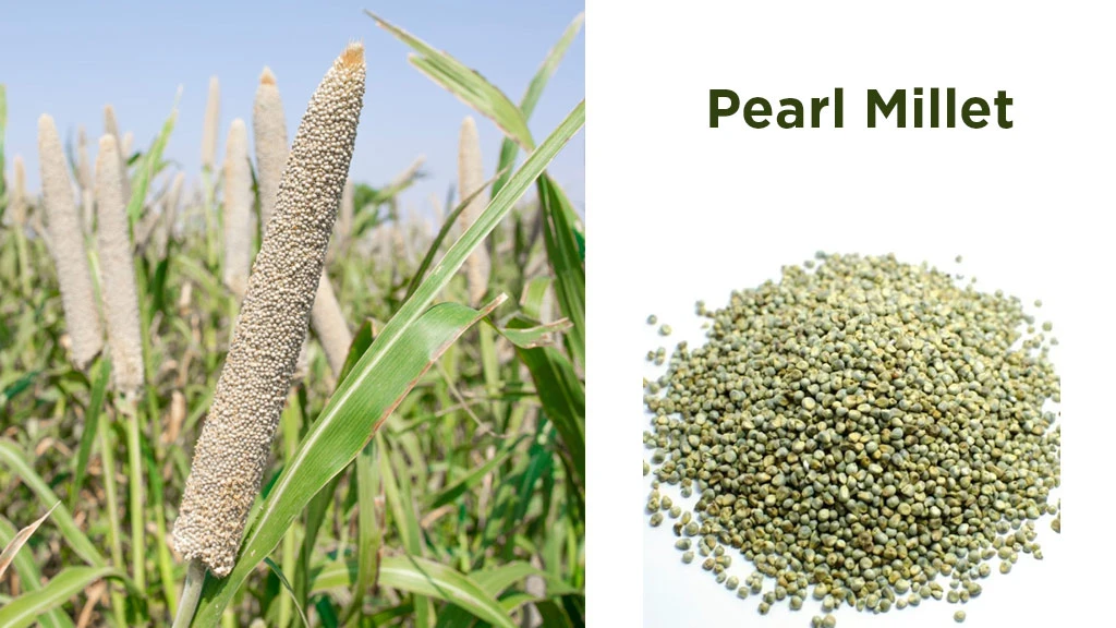 Pearl Millet (Bajra)