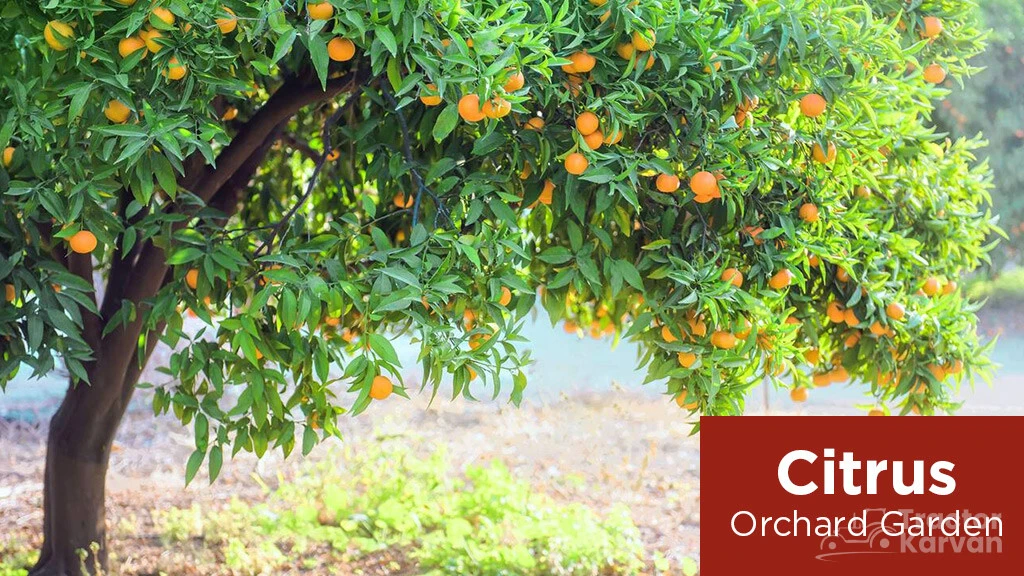 Organic Farming - Citrus orchard
