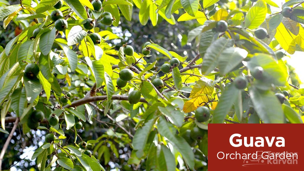 Orchard Farming - Guava orchard