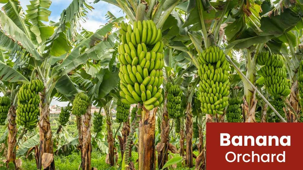 Banana Orchard