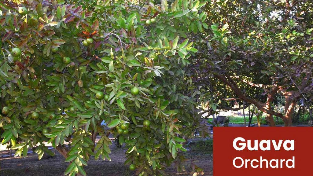 Guava Orchard