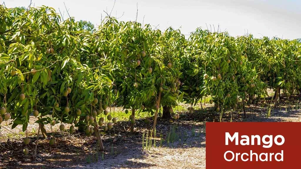 Mango Orchard