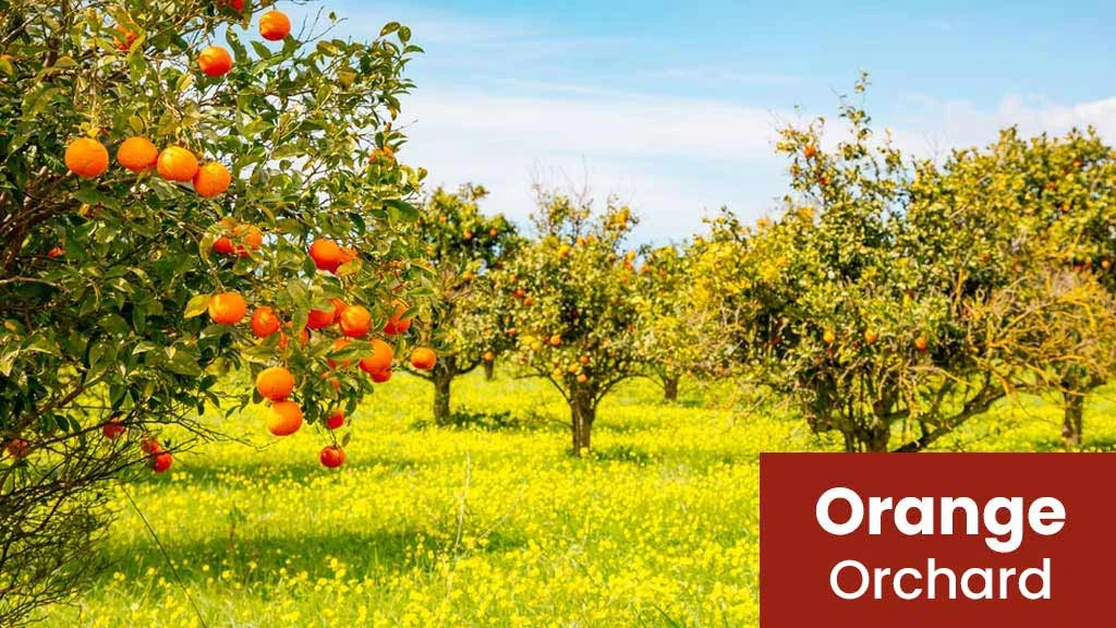 Orange Orchard