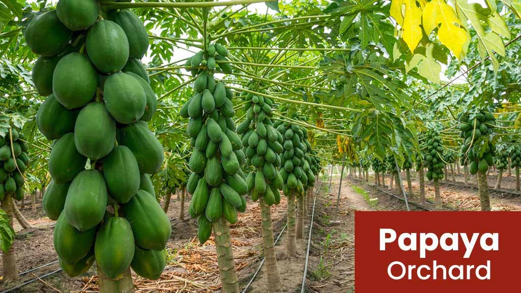 Papaya