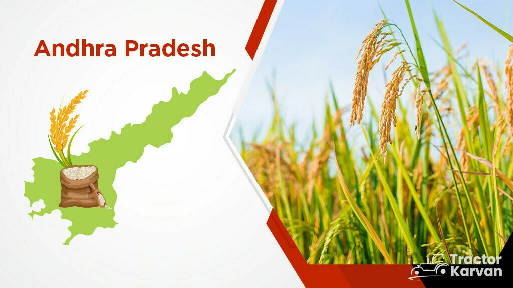 Top Rice Producing States - Andhra Pradesh