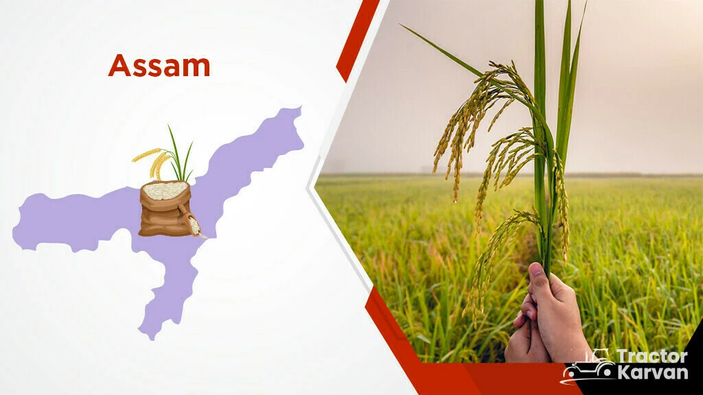 Top Rice Producing States -Assam