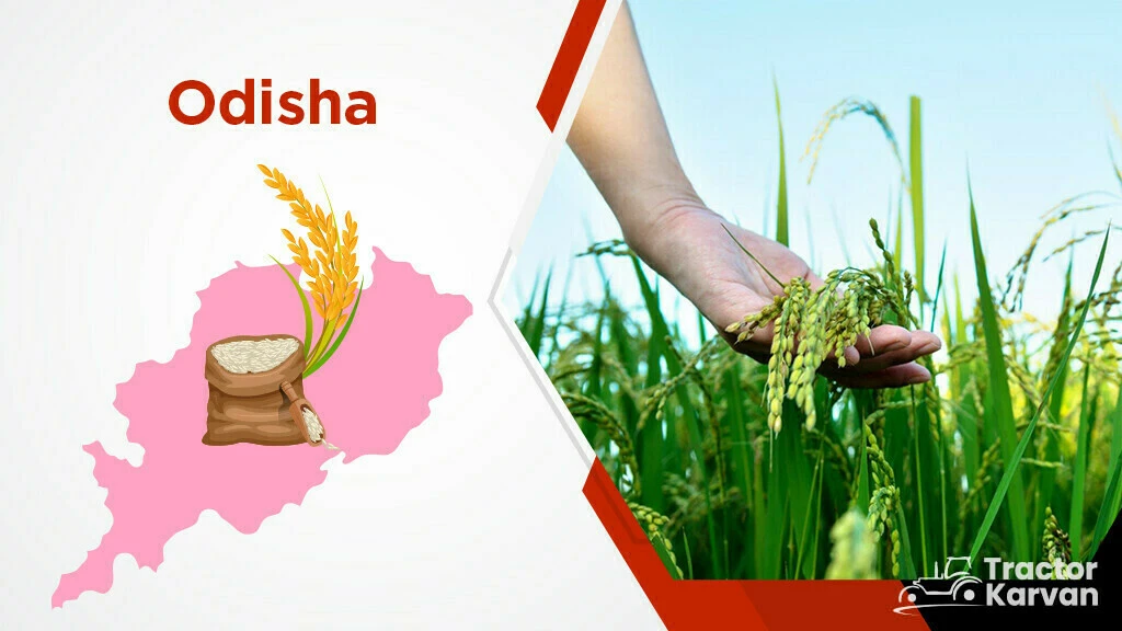 Top Rice Producing States - Odisha