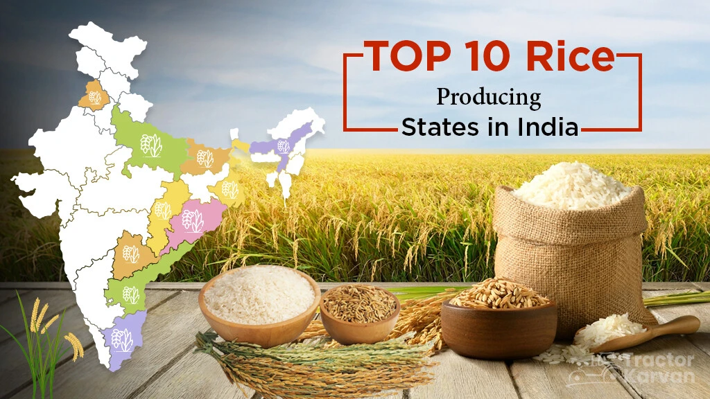 Top 10 Rice Producing States in India 2024