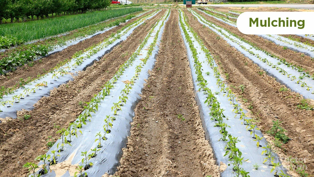 Top Soil Conservation Method - Mulching