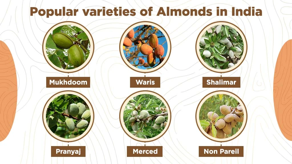 Almond Varieties in India