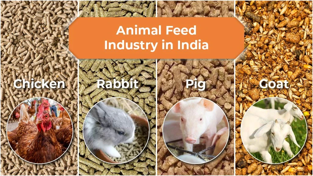 Animal Feed Industry in India: Status, Importance and Challenges