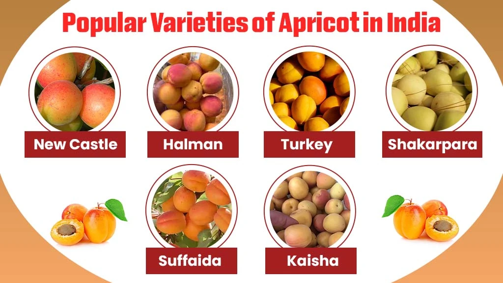 Popular-Varieties-of-Apricot-in-India