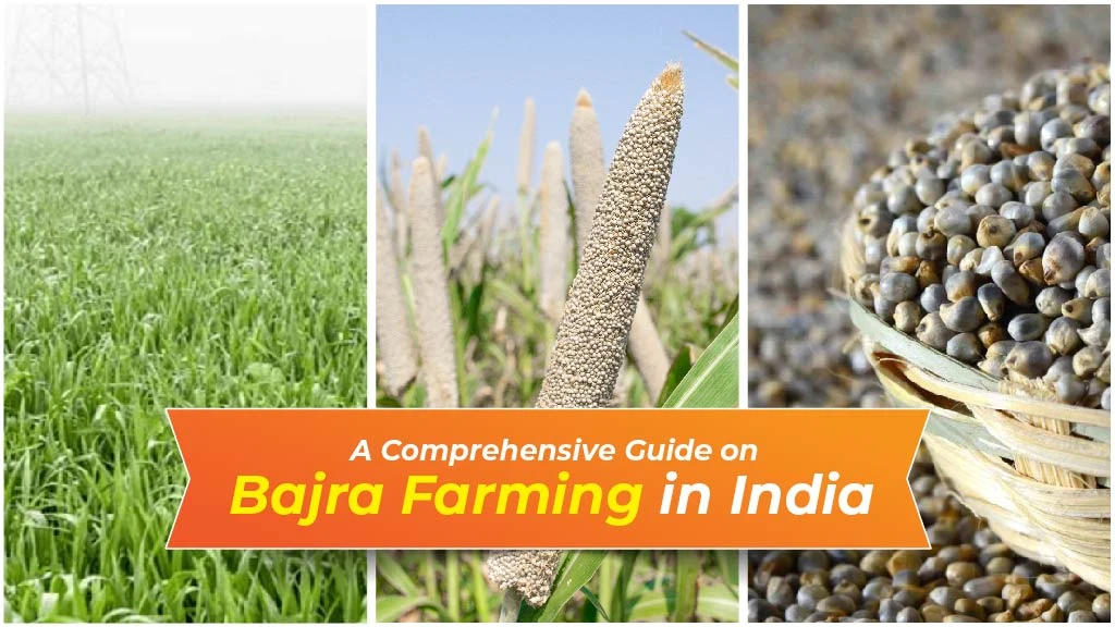 A Comprehensive Guide on Bajra Farming in India: From Sowing to Harvesting