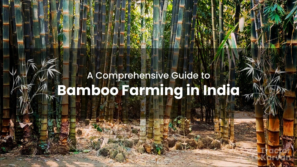 A Comprehensive Guide to Bamboo Farming in India