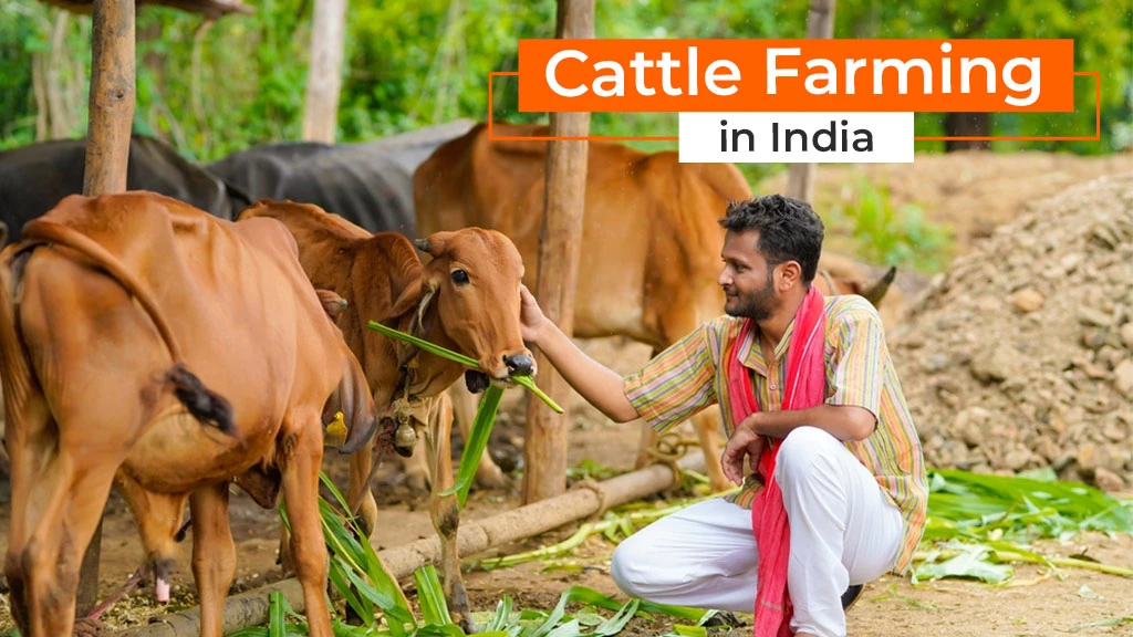 Cattle Farming in India: Types, Benefits and Process to Start Cattle Farming