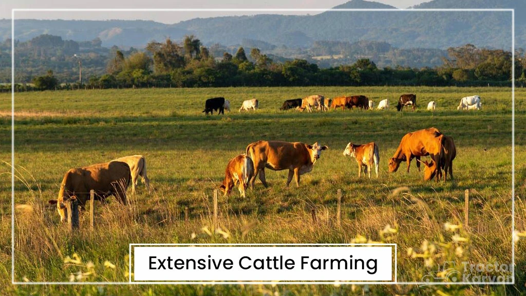 Cattle Farming Types - Extensive