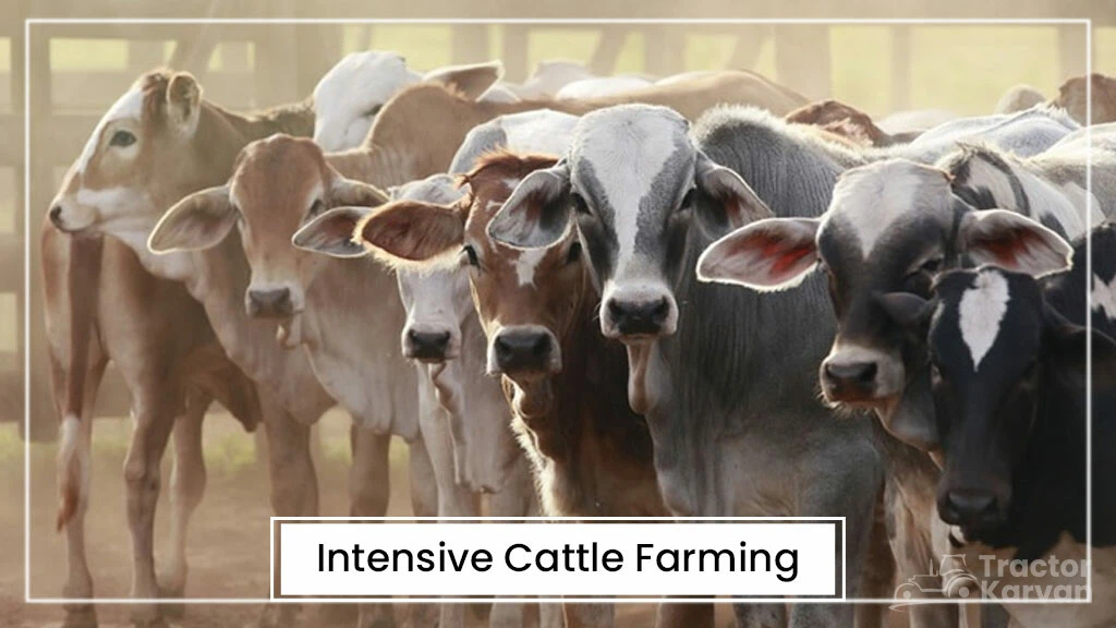 Cattle Farming Types - Intensive
