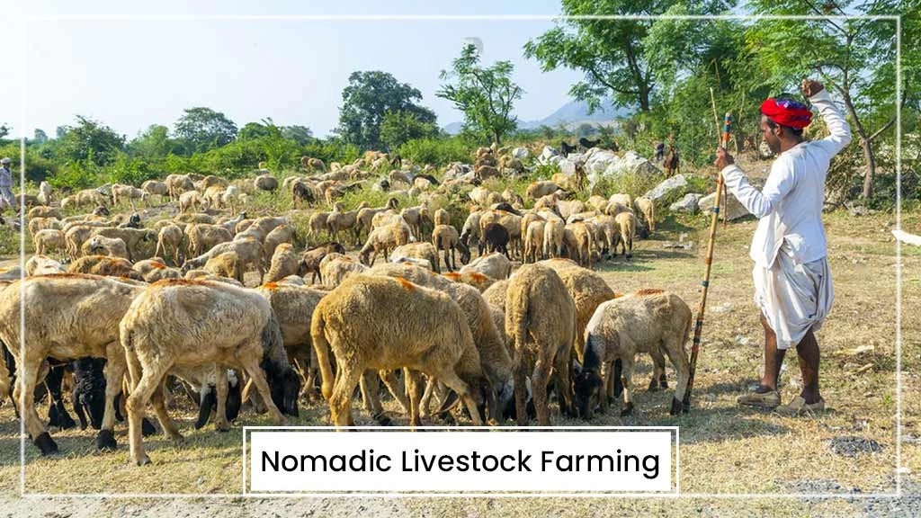 Cattle Farming Types - Nomadic