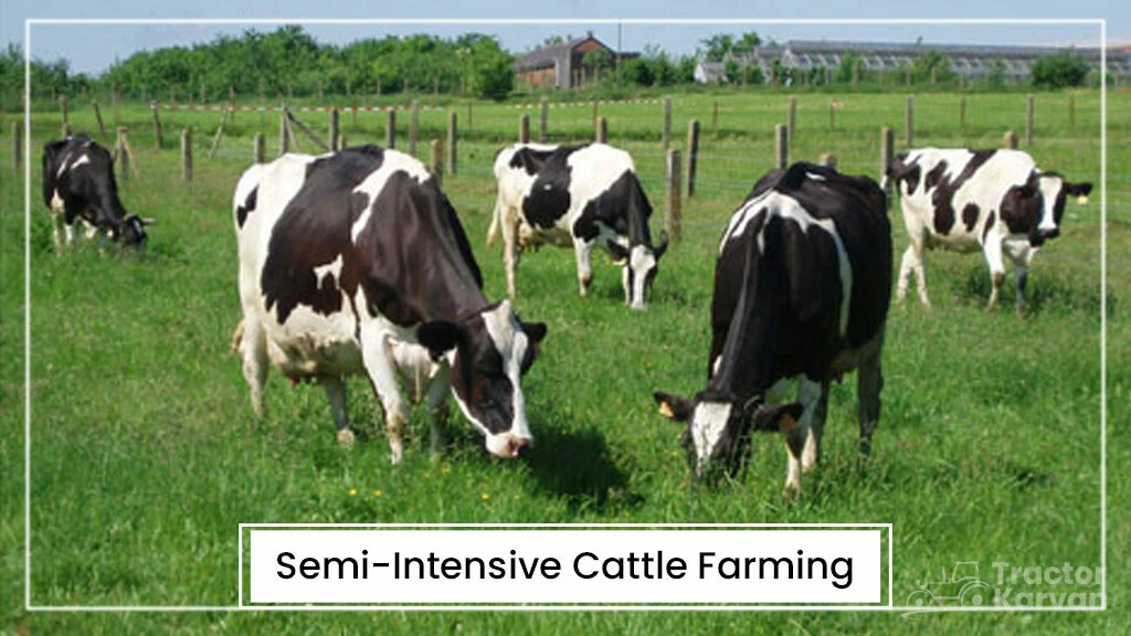 Cattle Farming Types - Semi-Intensive